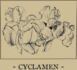 Koncert Cyclamen (Francja) + Nukk we Wrocławiu - 24-10-2016